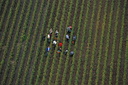 10-Vignes