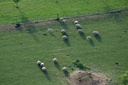 24-Moutons
