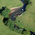 058-Vaches-dans-Ruisseau