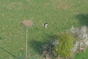 09-Haudrecy-Cigogne