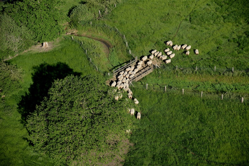 11-Moutons.JPG