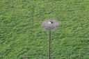 22-08-Haudrecy-cigogne