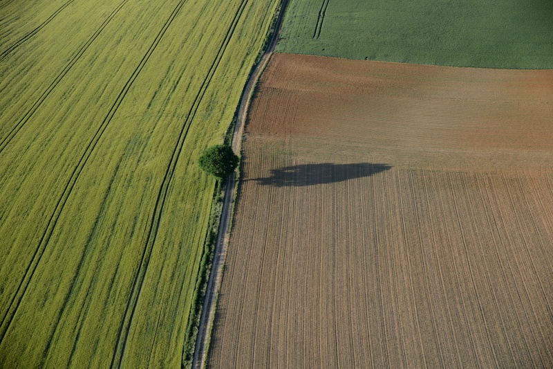 22-15-Arbre-Champ.JPG