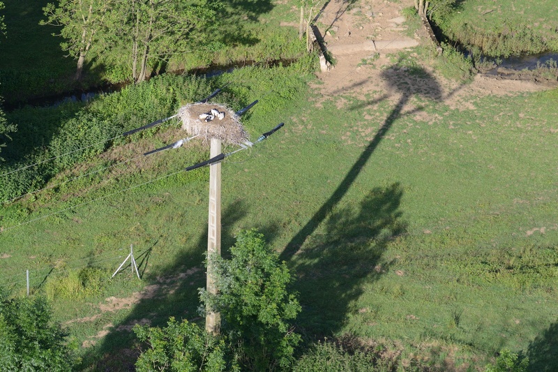 22-07-Haudrecy-Cigognes.JPG