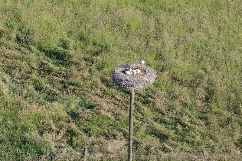 22-08-Haudrecy-Cigognes.JPG