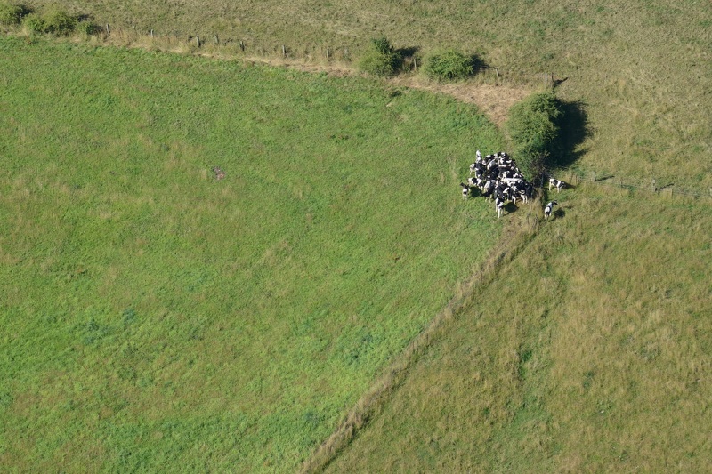22-10-Champ-Vaches.JPG