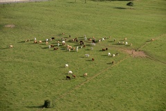 22-16-Tournes-Vaches