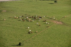 22-16-Tournes-Vaches