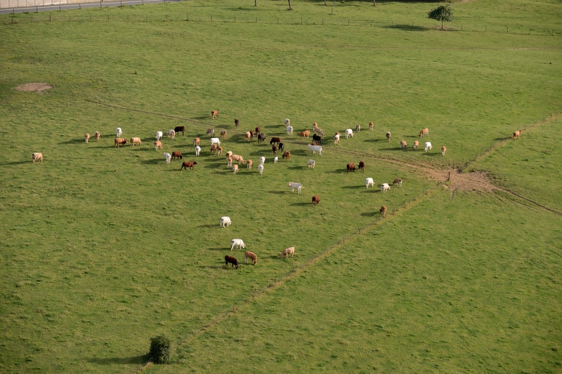 22-16-Tournes-Vaches.JPG