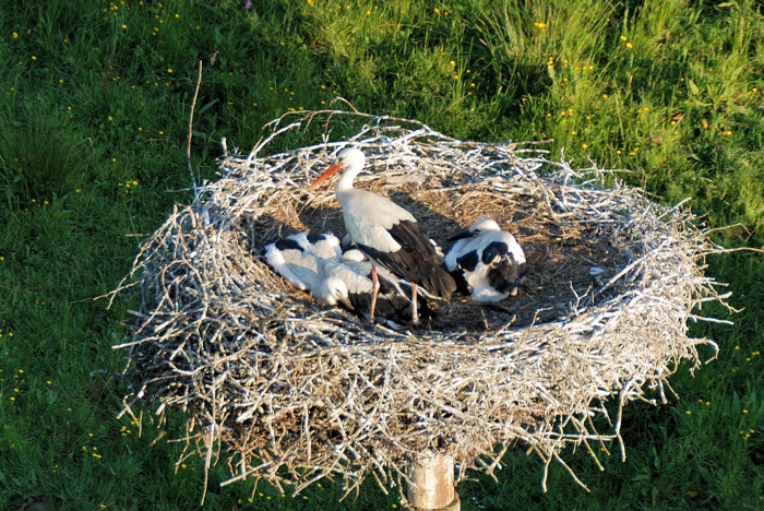 03-Haudrecy-cigognes