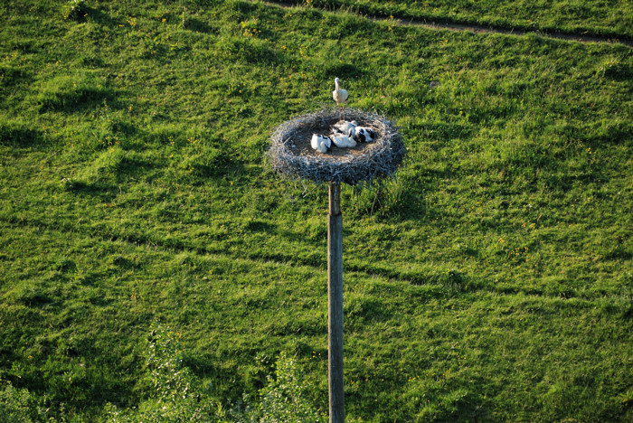 04-Haudrecy-cigognes.jpg