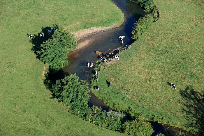 Vaches-dans-Ruisseau.jpg