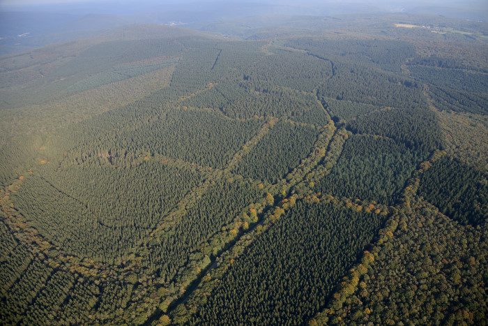 03-Secheval-Foret-.jpg