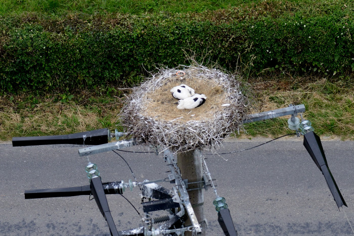 08-Prix-Les-Mezieres-Cigognes.jpg