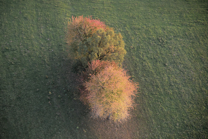 18-06-Arbres-Automne