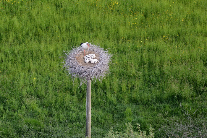 19-08-Haudrecy-cigognes.jpg